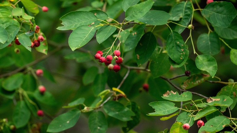 Juneberries growing on a bush in the wild.
