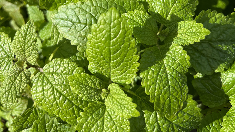 Close up of lemon balm leaves in sunshine.
