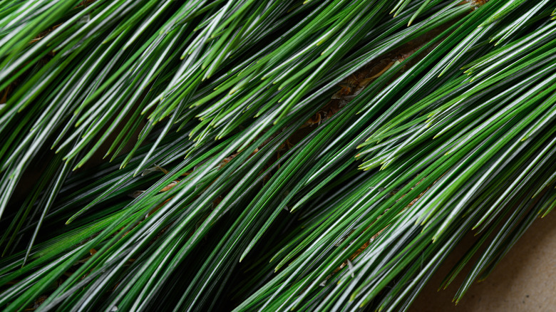 A close up of pine needles.