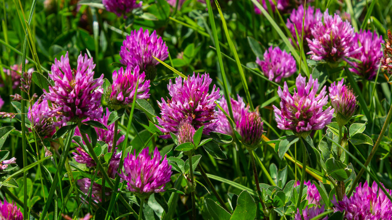 Red clover flowers growing in the meadow