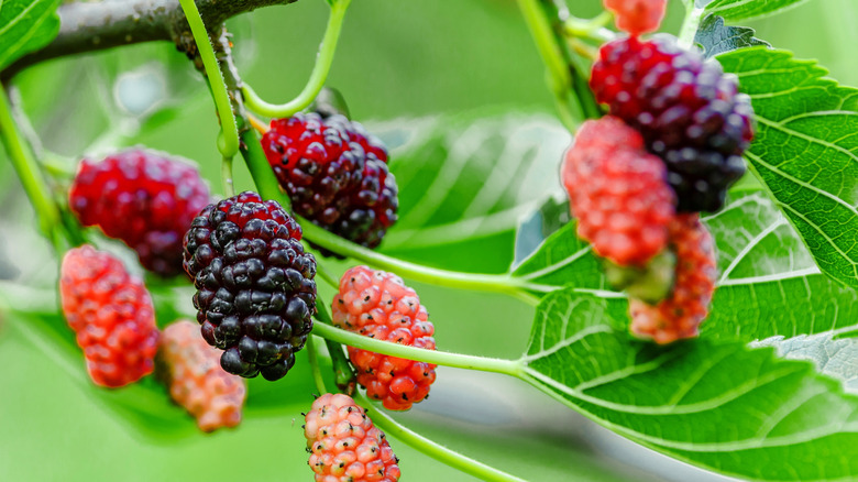 Wild mulberries growing on a tree.