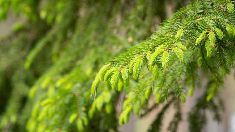 New growth of spruce tips in the spring.