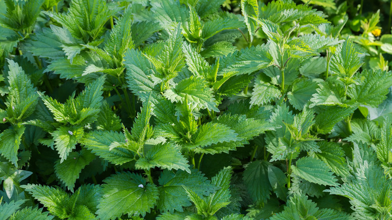 Tender young stinging nettle leaves in the sunshine.