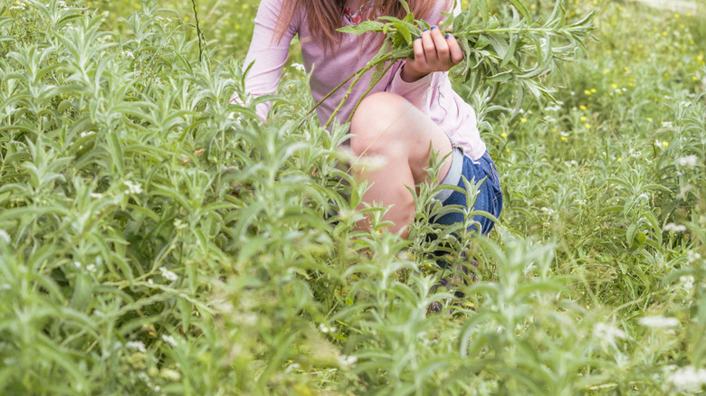 Girl picking wild mint on a hillside.