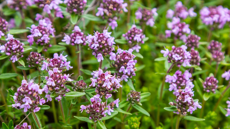 Close up of wild thyme growing in a meadow