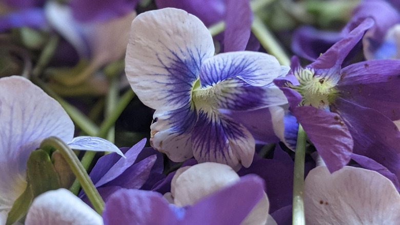 Freshly picked wild violet flowers.