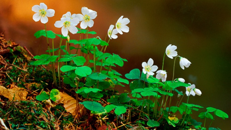 Wild wood sorrel growing in a cluster in the forest.