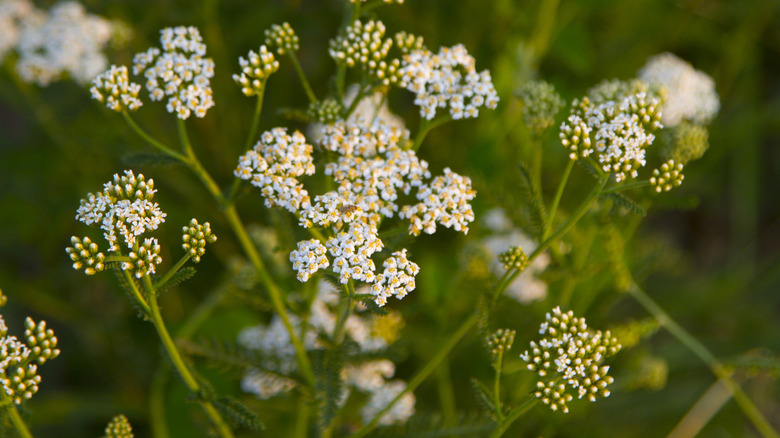 Yarrow flowers in the wild.