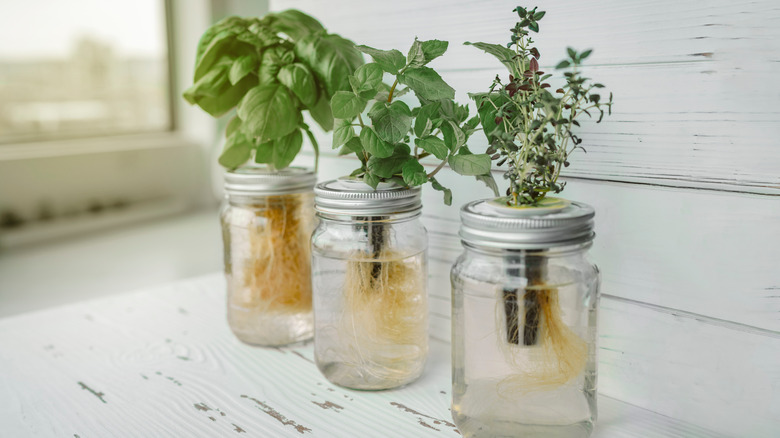 Variety of herbs in jars