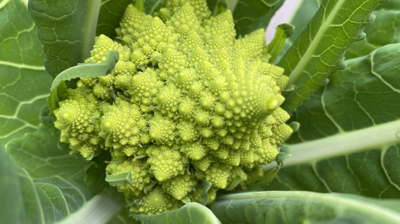 Romanesco broccoli head inside leaves