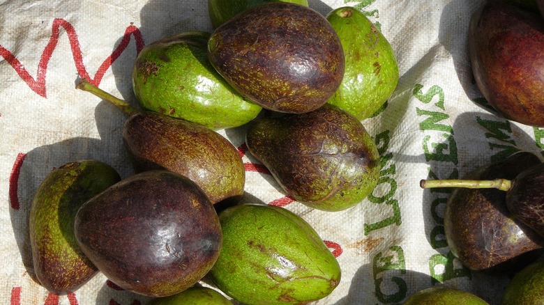 Cameroon avocados on blanket