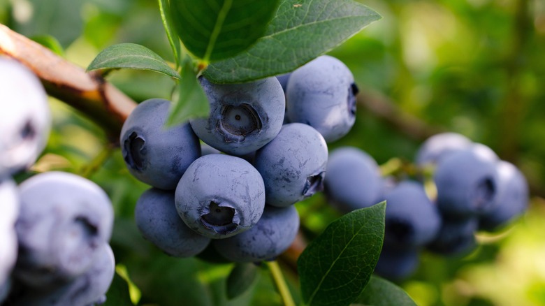 blueberries on a branch 