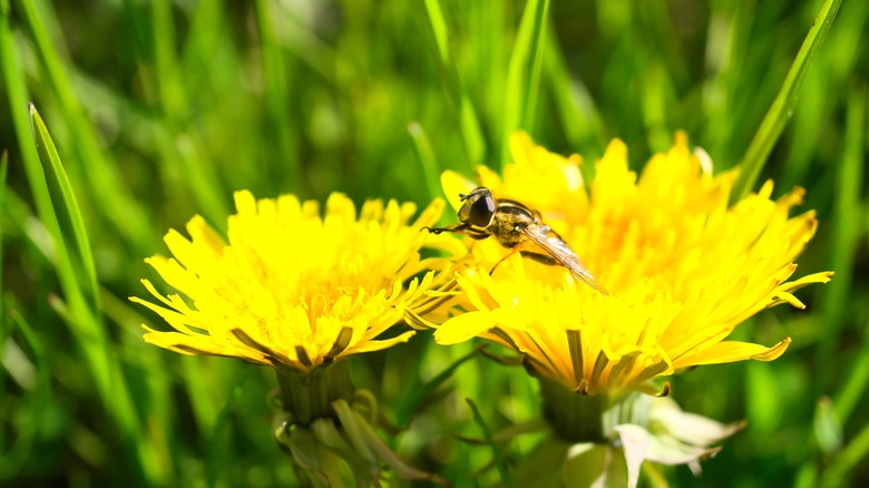 yellow dandelion flowers with bee 