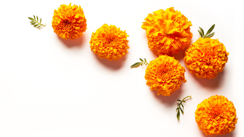 marigolds arranged in top right corner 