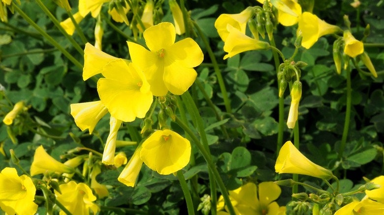 yellow oxalis flowers on plant 