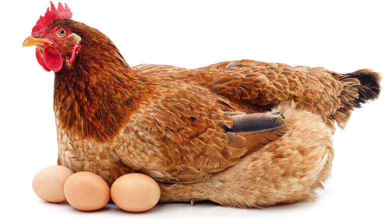 Chicken sitting on eggs