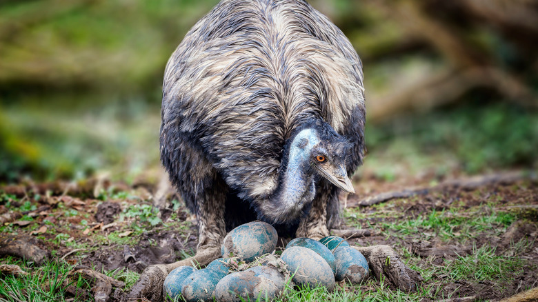 Emu with eggs