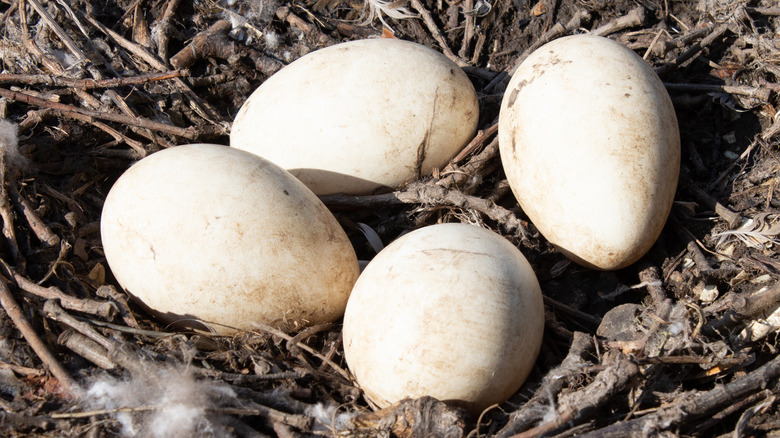 Four white eggs in nest 