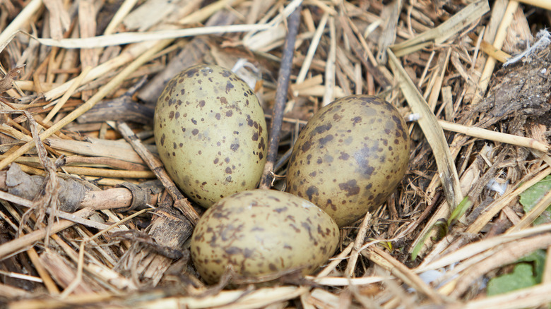 Speckled eggs in nest 