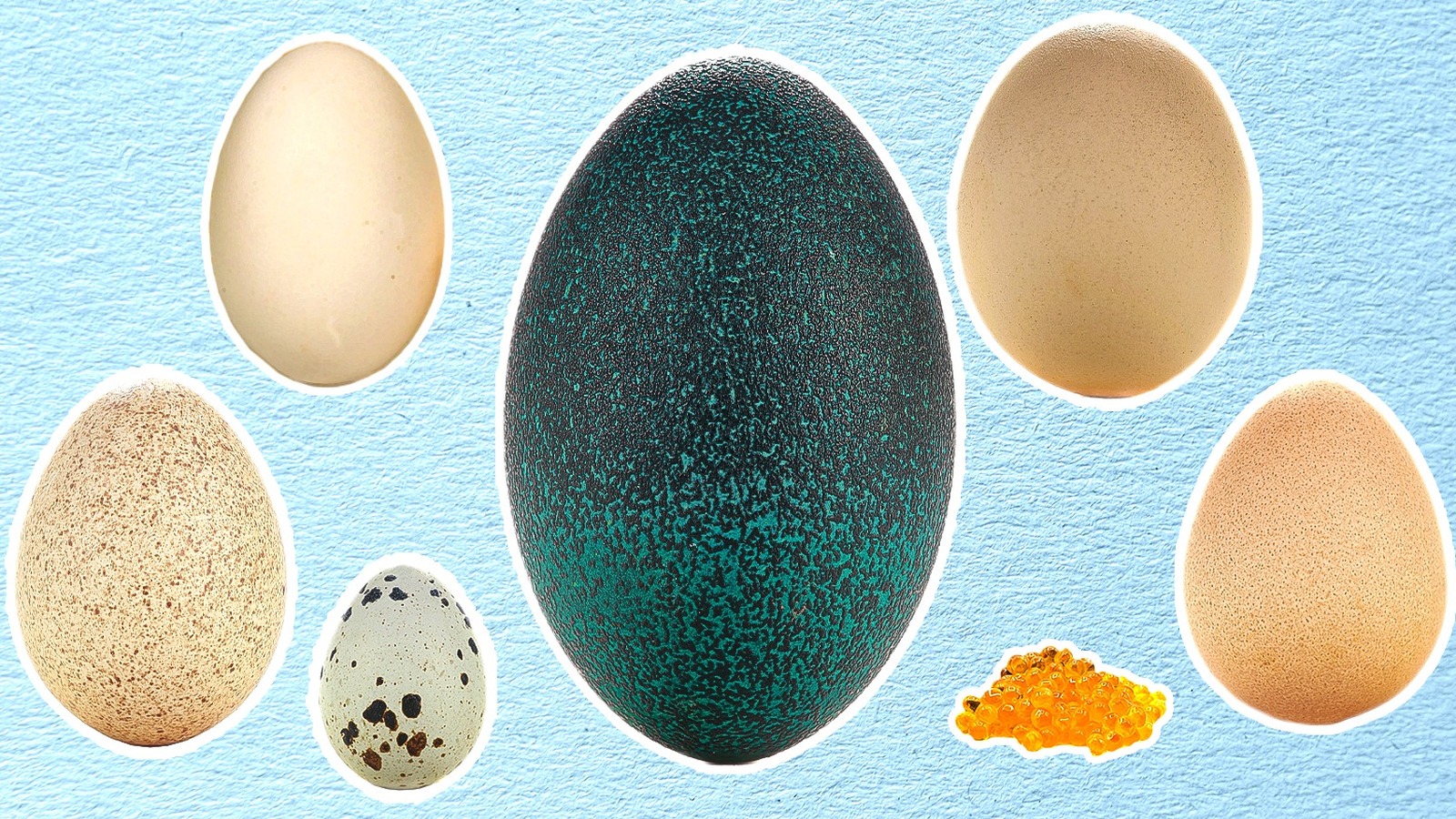 Ostrich Vs. Chicken Eggs: Which Is More Nutritious?