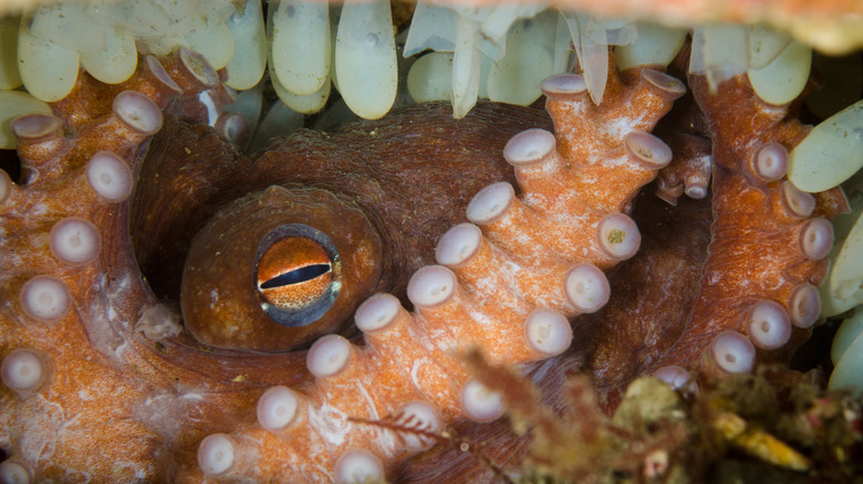 Octopus with eggs