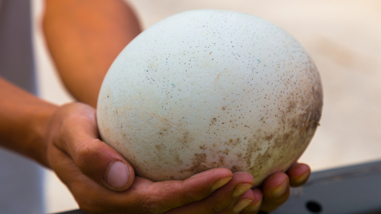 Hands holding ostrich egg