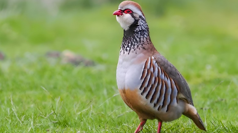 Colorful bird standing 