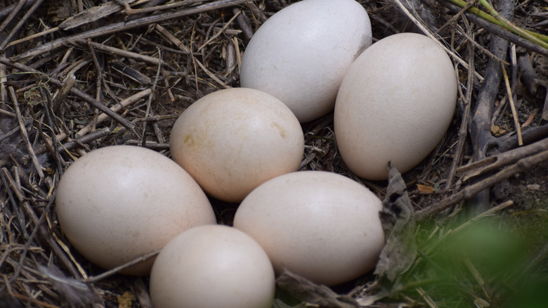 Six white eggs in nest 