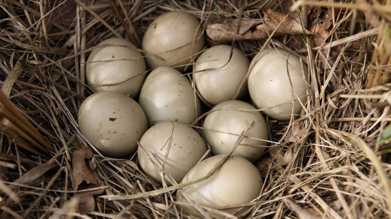 White eggs in nest 