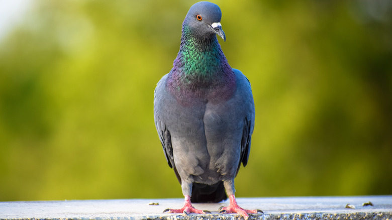Pigeon standing on ledge 