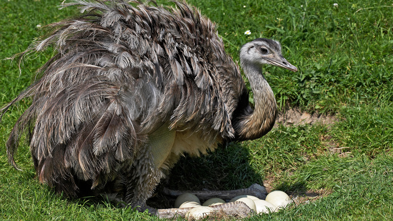 Rhea sitting on eggs