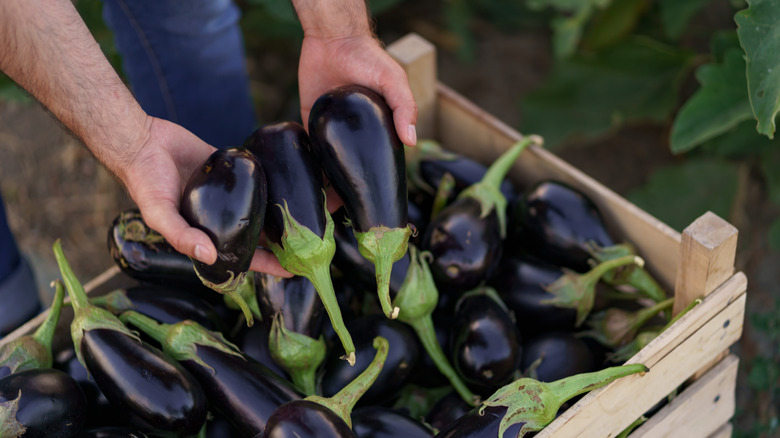 farmer holding eggplants above crate 