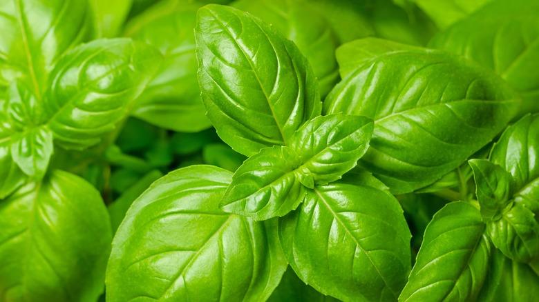 Fresh green basil