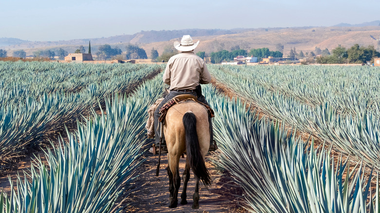 Farmer riding horse in agave field