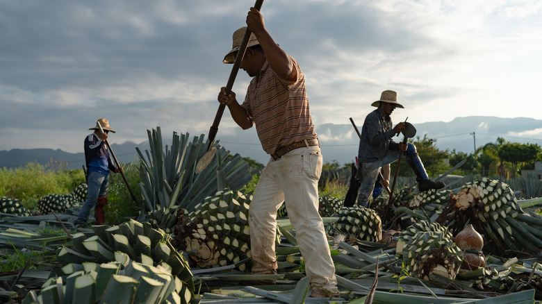 Farmers harvesting agave plants