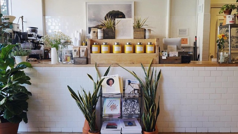 cafe counter plants cups