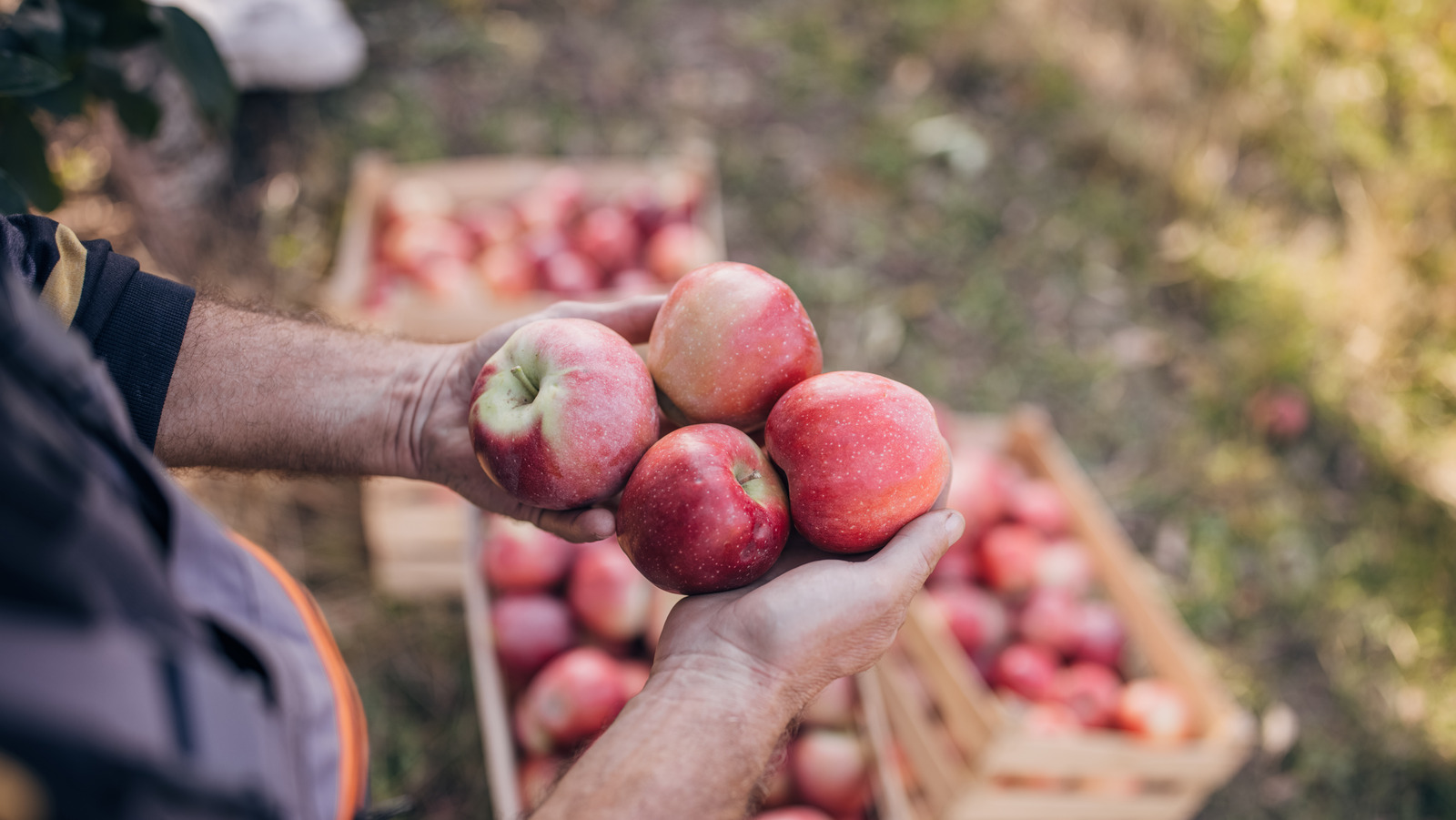 4 ways to use up a bag of apples