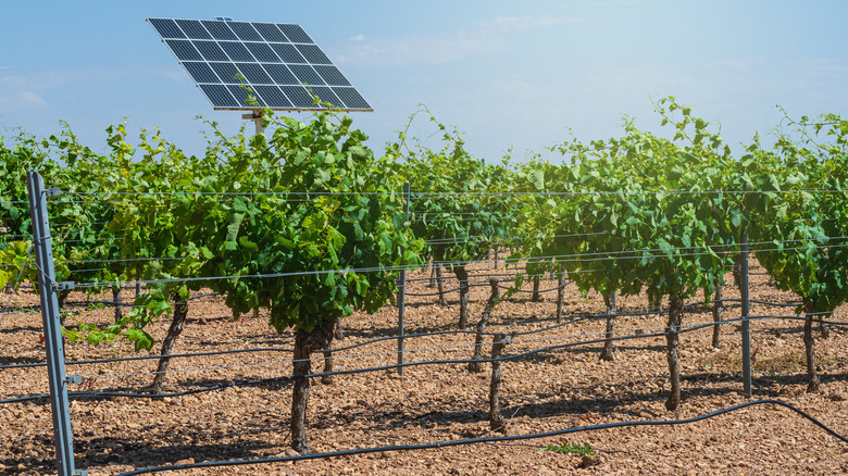 Solar panels in vineyard