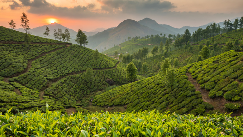 Tea plantation at sunset