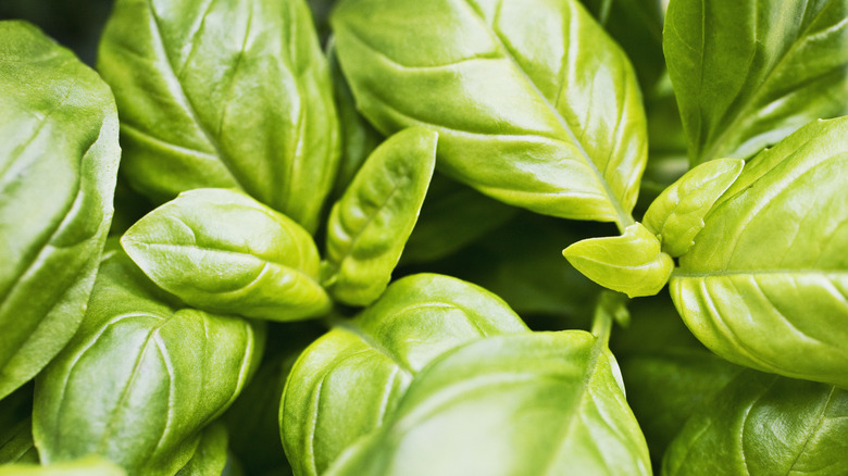 Fresh basil leaves