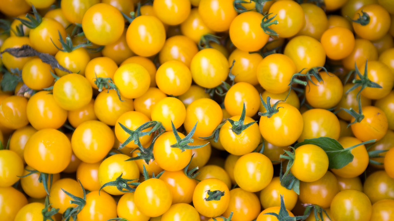 Yellow tomatoes as background