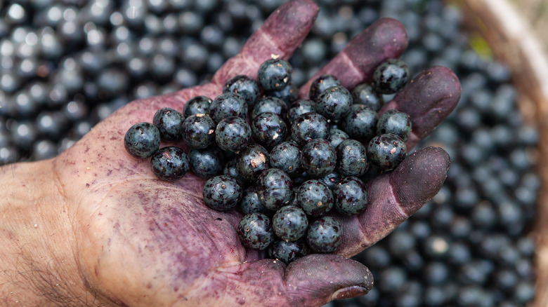 Acai berries in hand