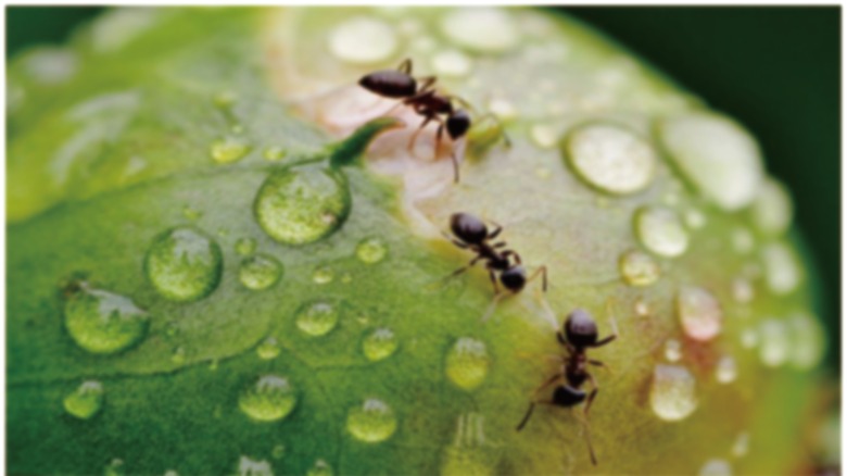 group of ants on wet surface