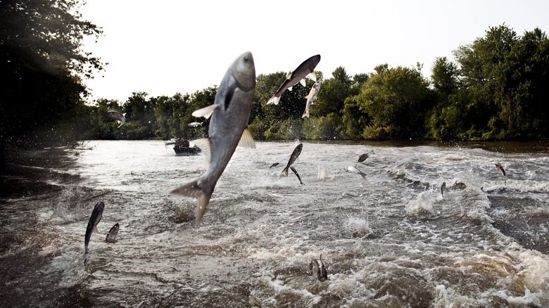 Asian carp in river