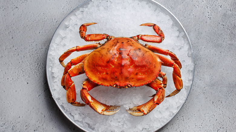 Dungeness crab on ice