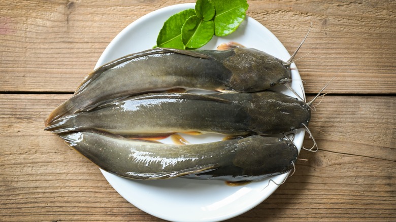 Three catfish on a white plate