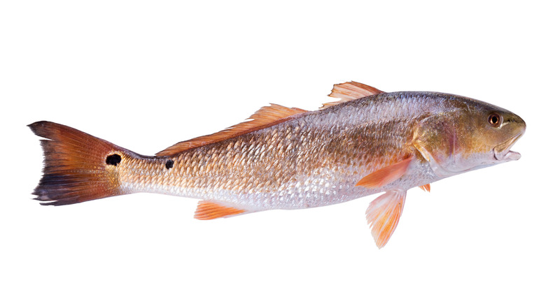 Red drum on white background