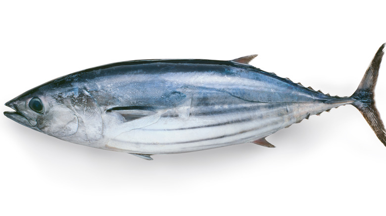 Skipjack tuna on white background
