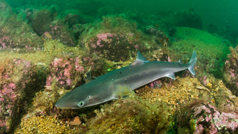 Spiny dogfish swimming in reef