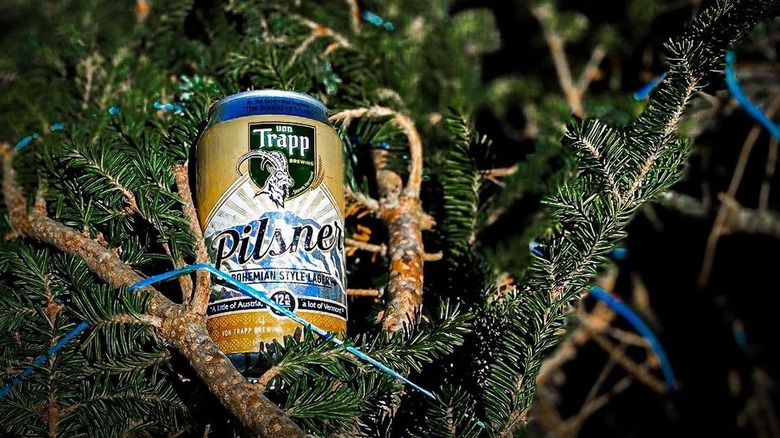 Pilsner beer can in pine tree